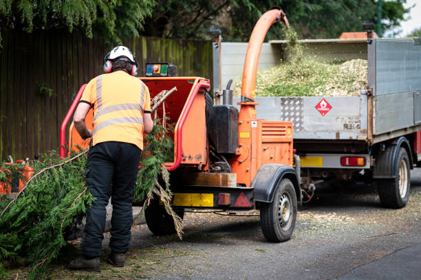 Best Palm Tree Trimming  in Armonk, NY