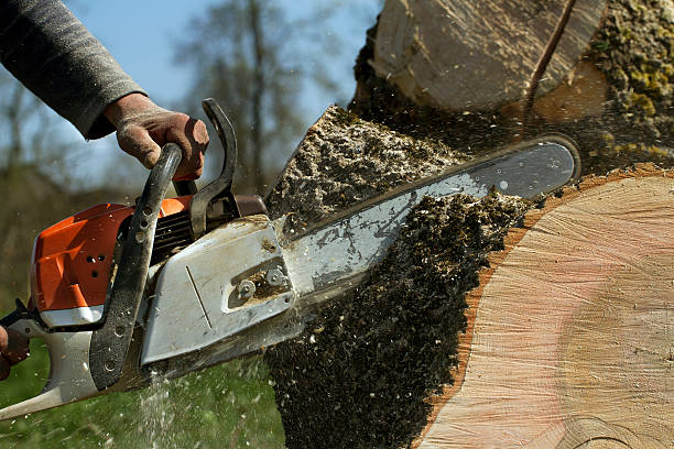 Best Lawn Maintenance Plans  in Armonk, NY